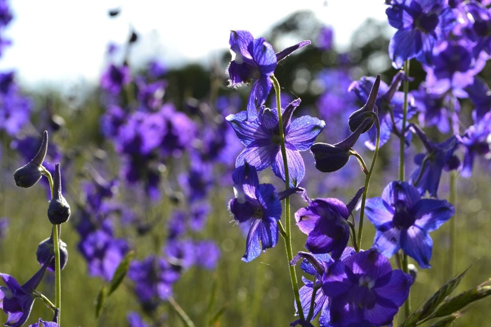 A vibrant field of purple flowers glistens in the sunlight, showcasing their beauty against a blurred green background.