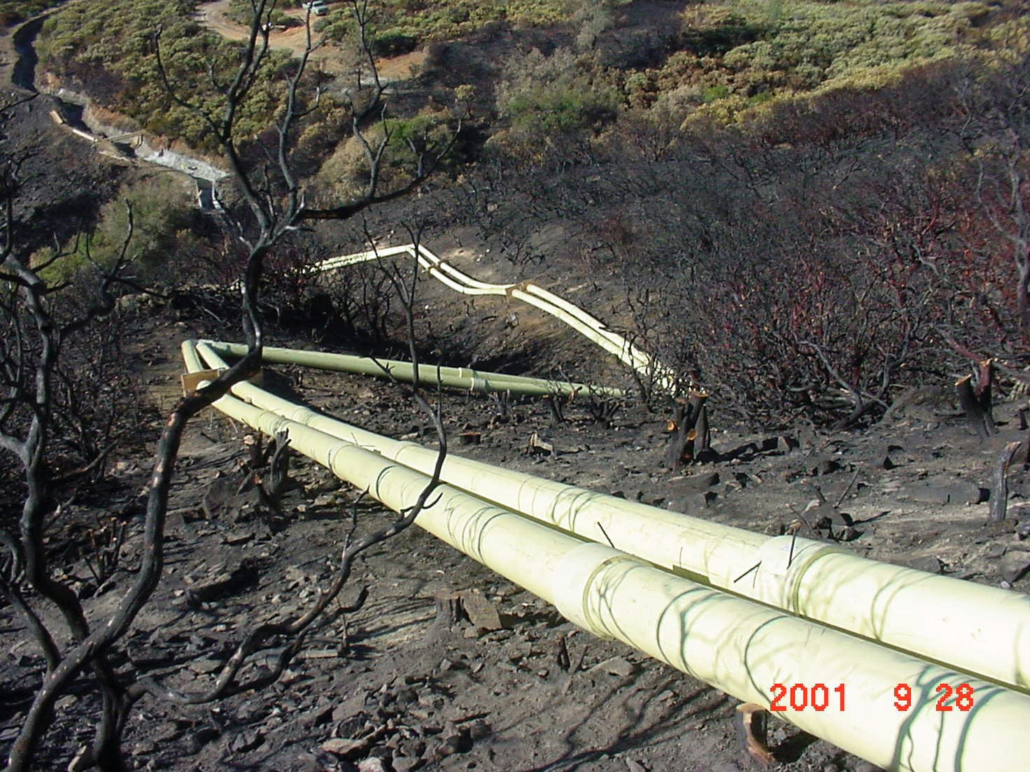 Yellow fire hoses laid out on a scorched hillside after a fire.