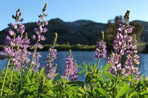 Purple flowers in the foreground with a lake and mountains in the background.