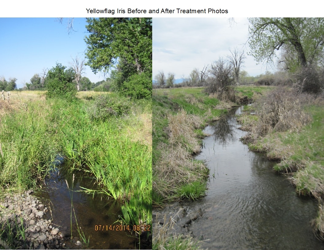 Photo on left: Ditch with yellowflag iris, Right: same ditch after treating the yellowflag iris.