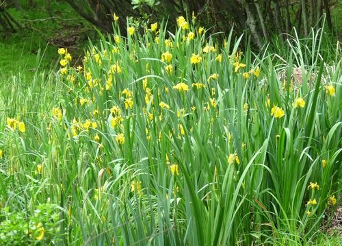 Yellowflag Iris