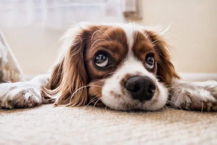 A Cavalier King Charles Spaniel lying down with a soulful expression.