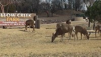 Deer grazing near a sign for Willow Creek Park.