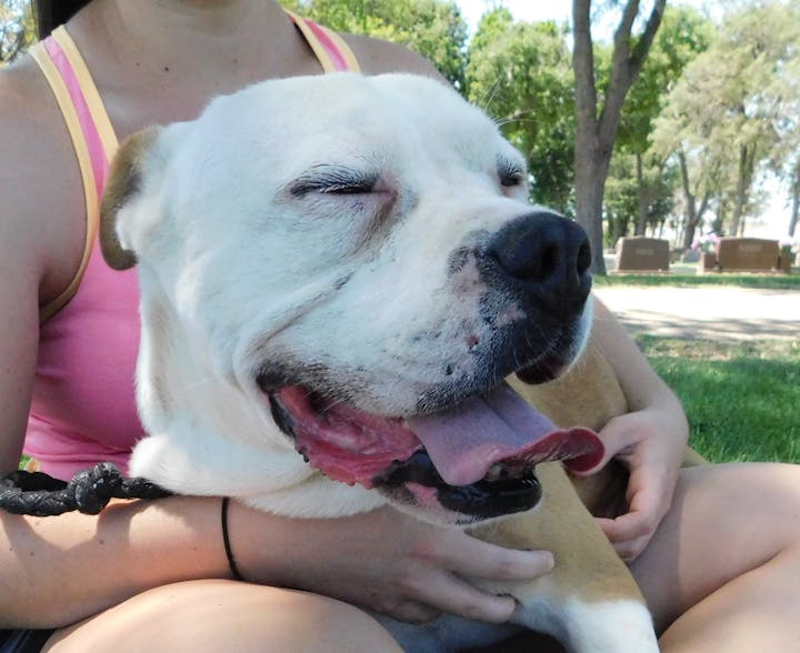 A content dog sitting on a person's lap in a park, eyes closed, tongue out.