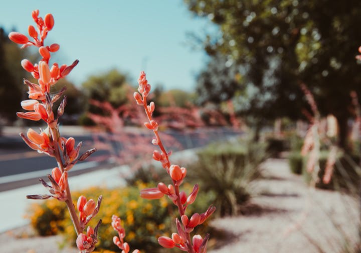 A close-up of vibrant red flowers in a garden with a blurred background of greenery and a pathway. Clear blue sky above.