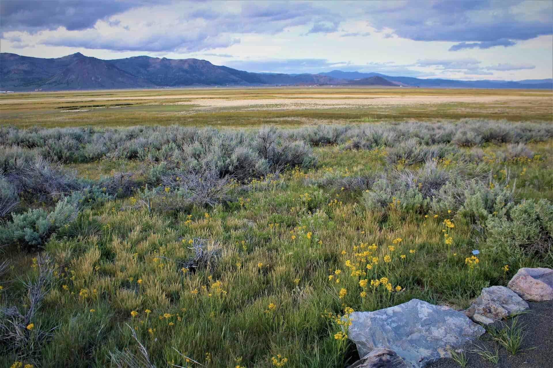 A scenic landscape with grassy fields, yellow wildflowers, rocks, and distant mountains under a cloudy sky.