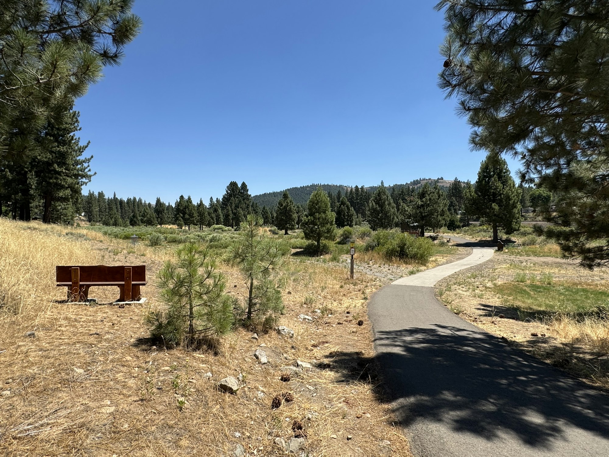 A winding path through a grassy, wooded area with a bench, surrounded by pine trees under a clear blue sky.
