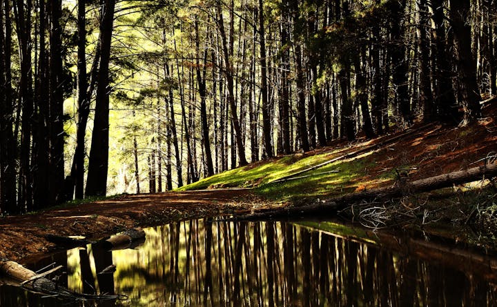 A serene forest scene with tall trees, a path beside a reflective body of water, and dappled sunlight illuminating the greenery.