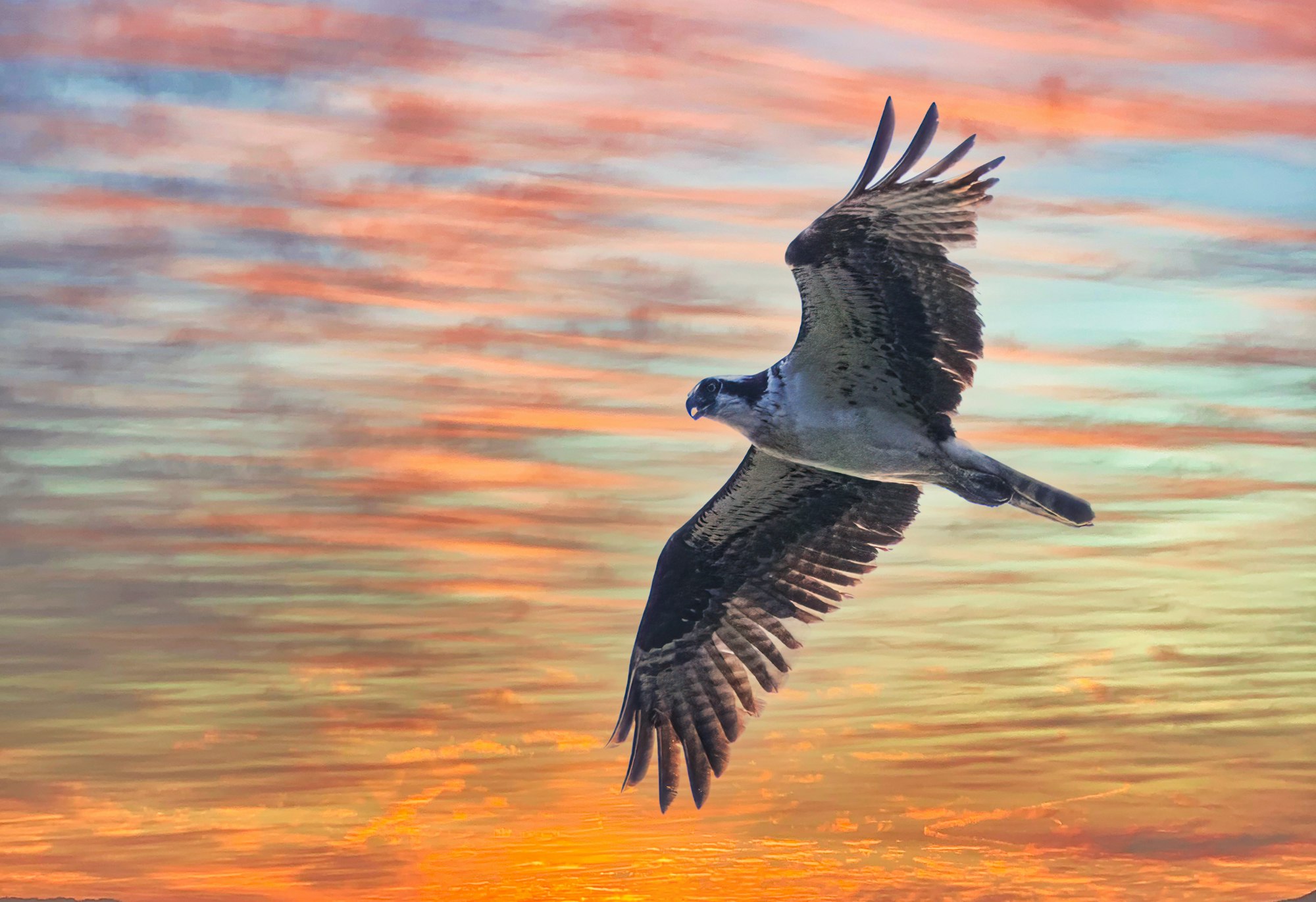 An osprey in flight against a vibrant sunset sky.