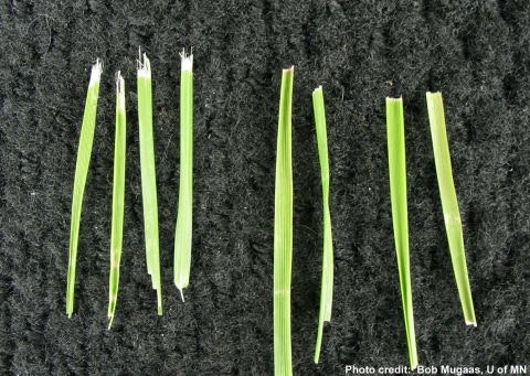 Grass blades with different cut types, showcasing lawn mower blade effects on grass health.