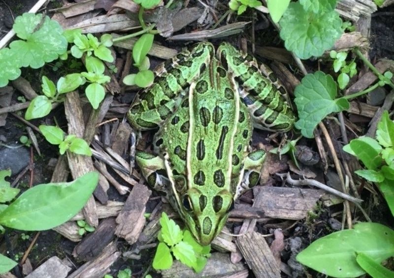 A green frog camouflaged among leaves and twigs.