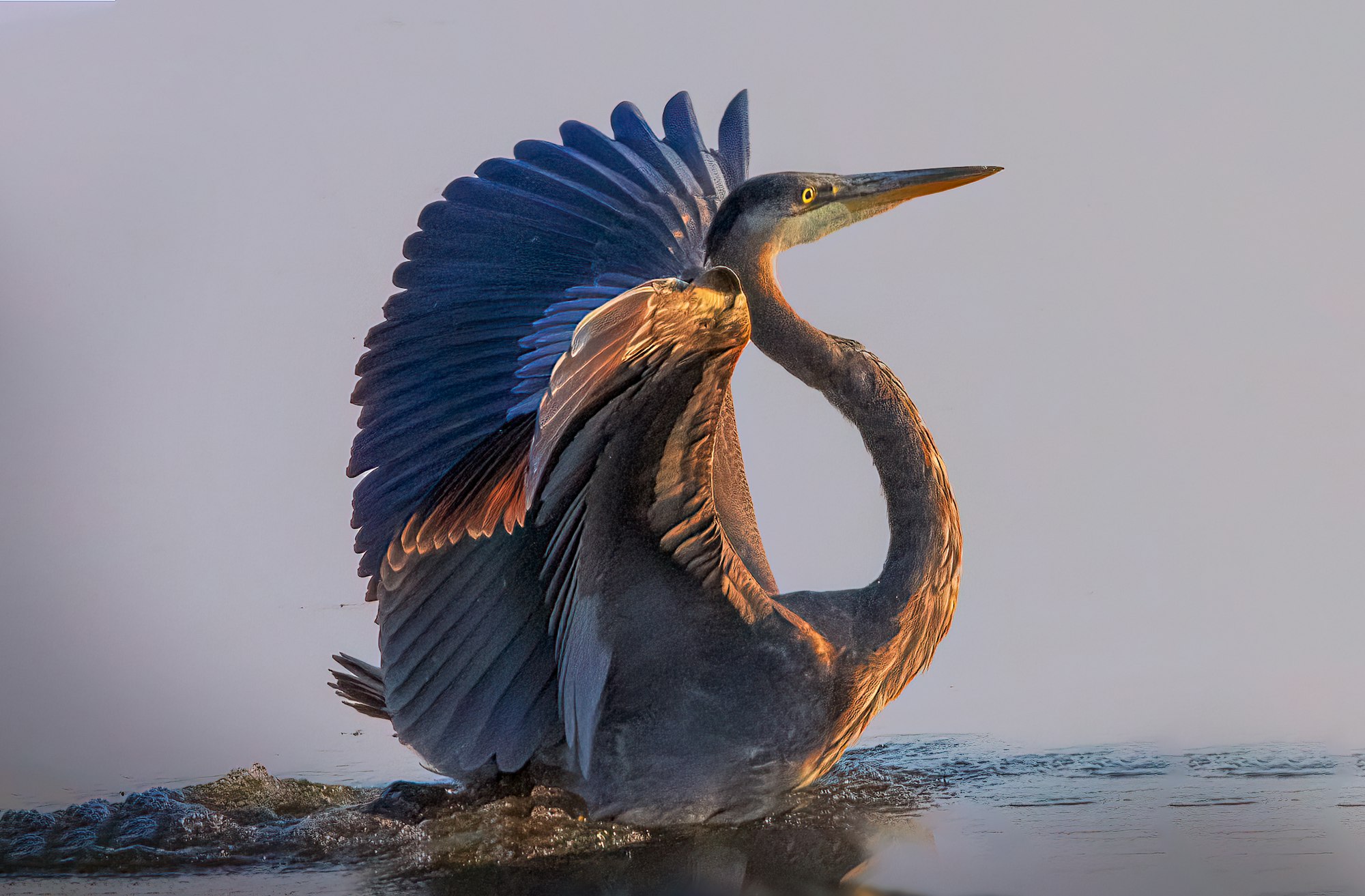A great blue heron with its wings spread, standing in water, backlit by soft light.