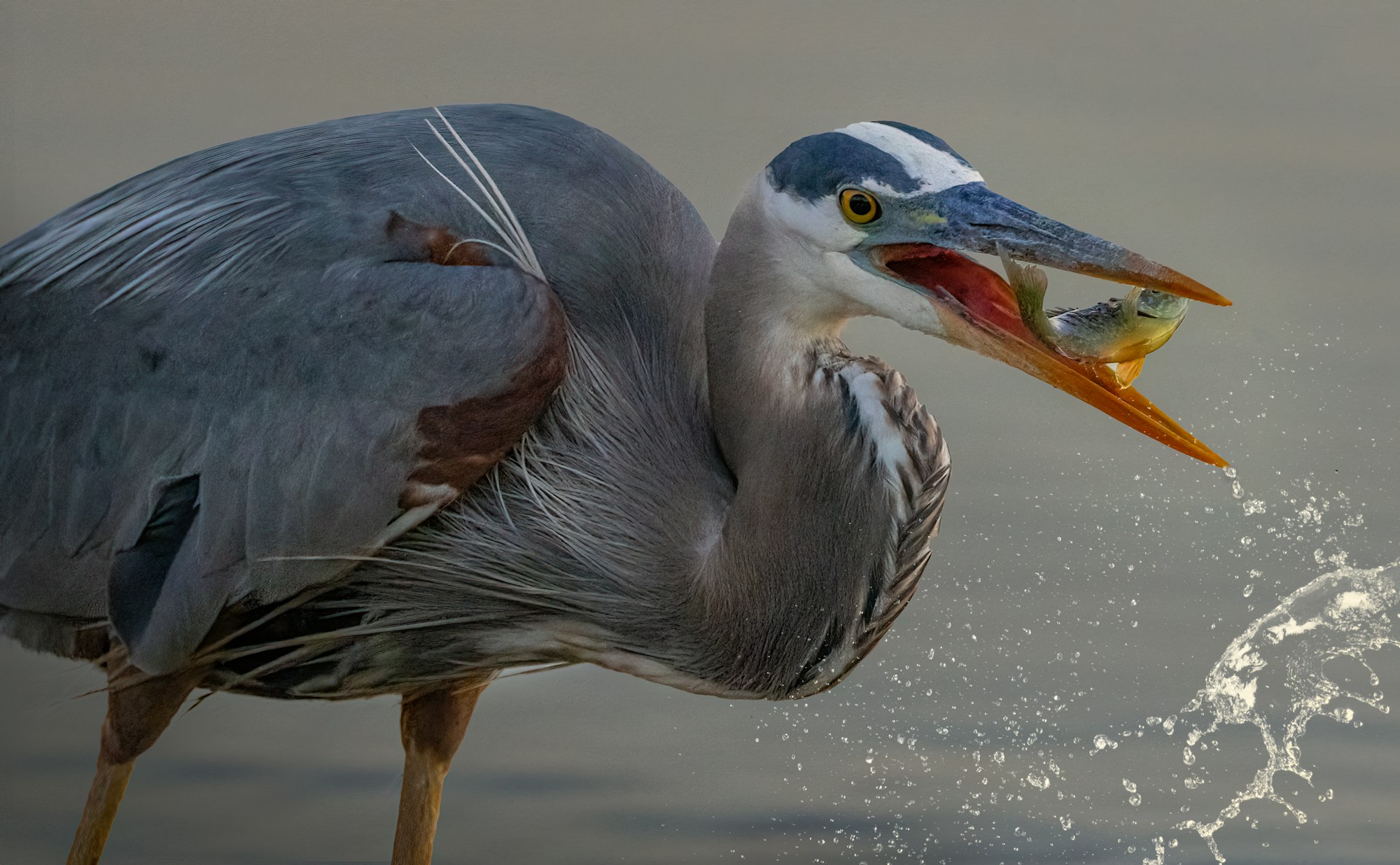 A great blue heron with a fish in its beak, water droplets visible.