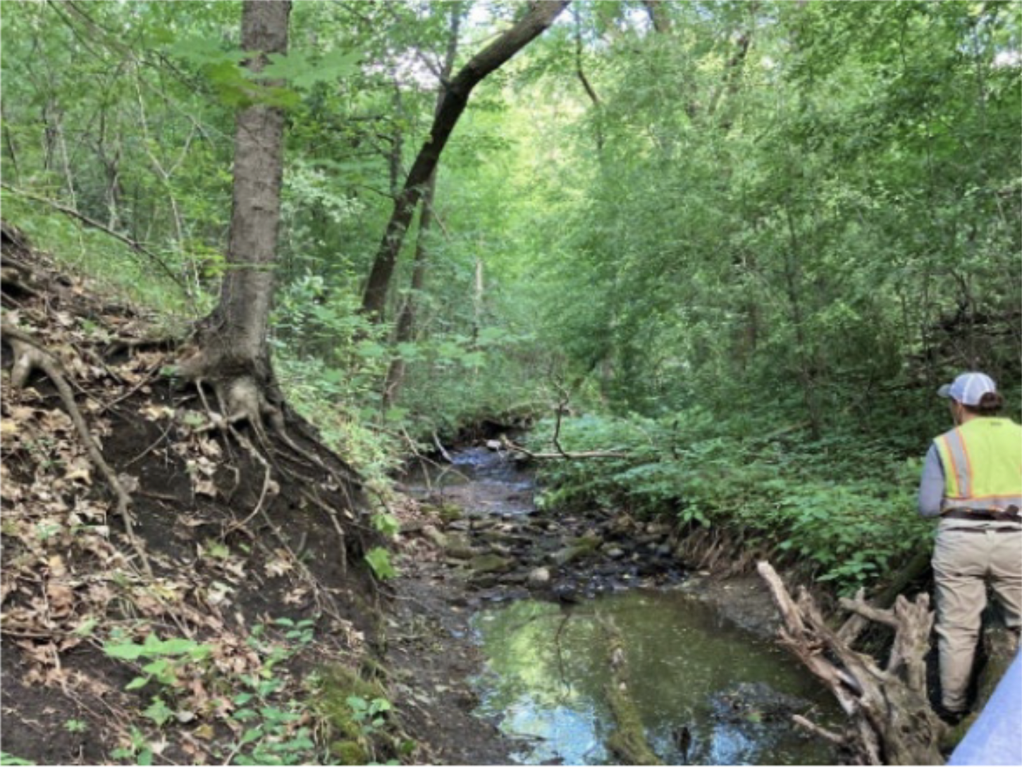 Person in a safety vest observing a wooded stream.