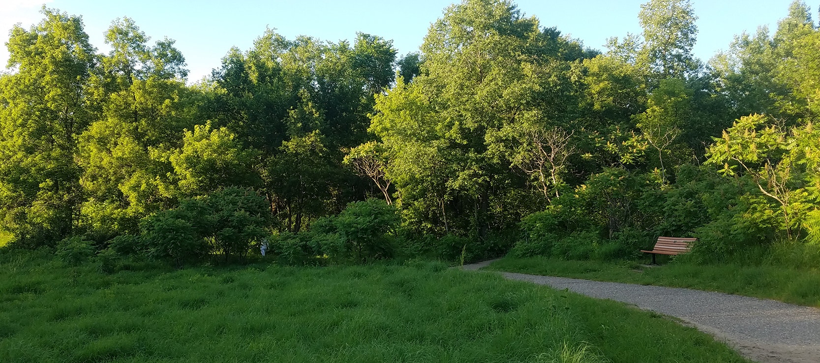 A park path winding through lush green grass, bordered by dense trees with a bench for rest.