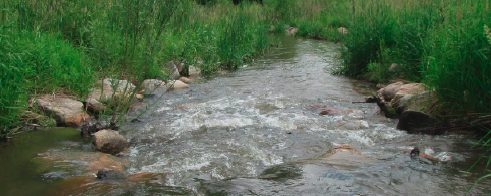 A small stream with rocks and surrounded by green grass.