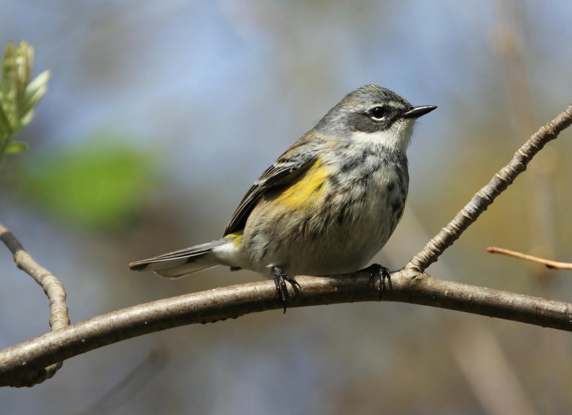 A yellow-rumped warbler perched on a branch against a blurred natural background.