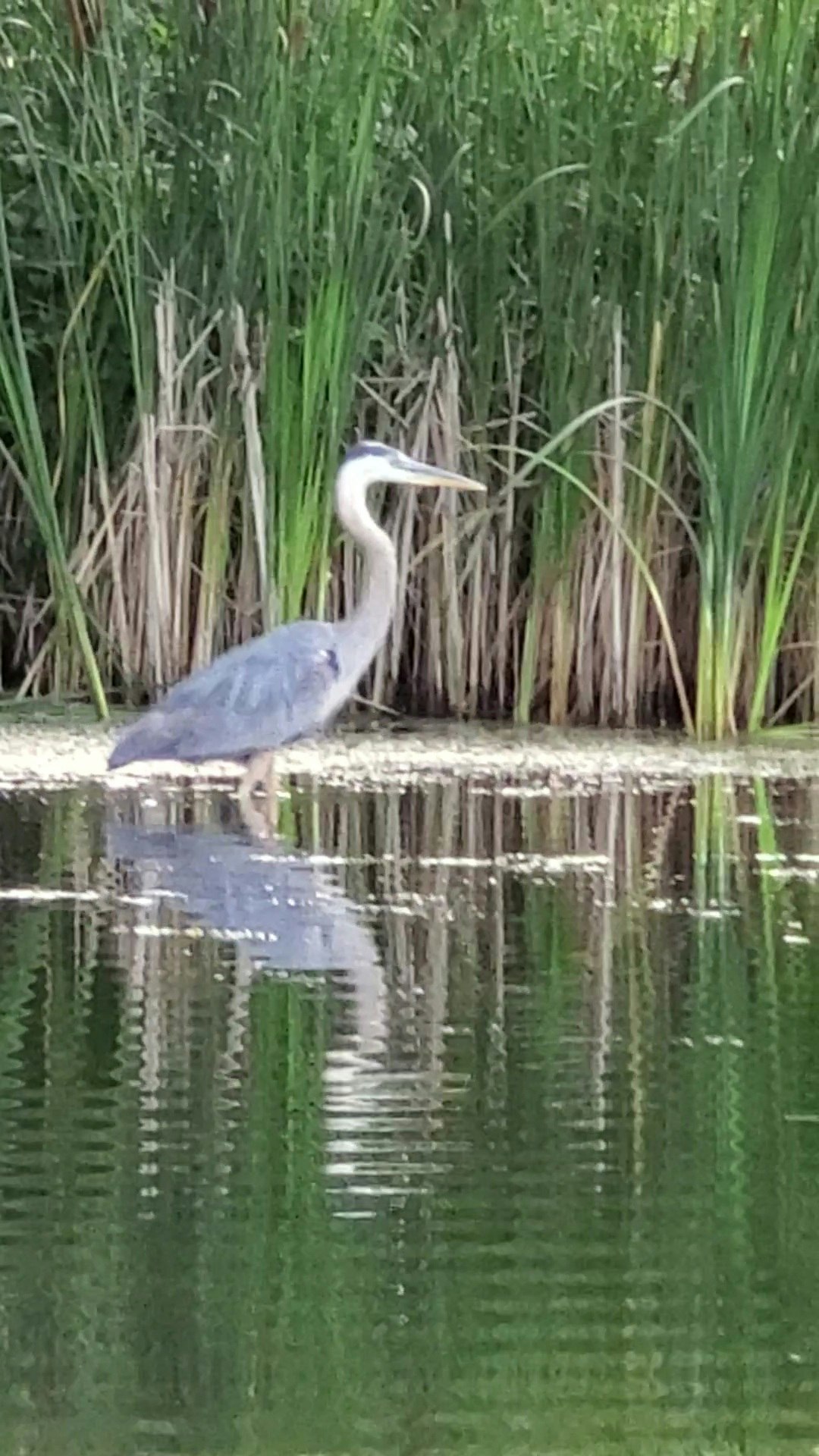 A great blue heron standing by the water's edge with tall green reeds in the background.