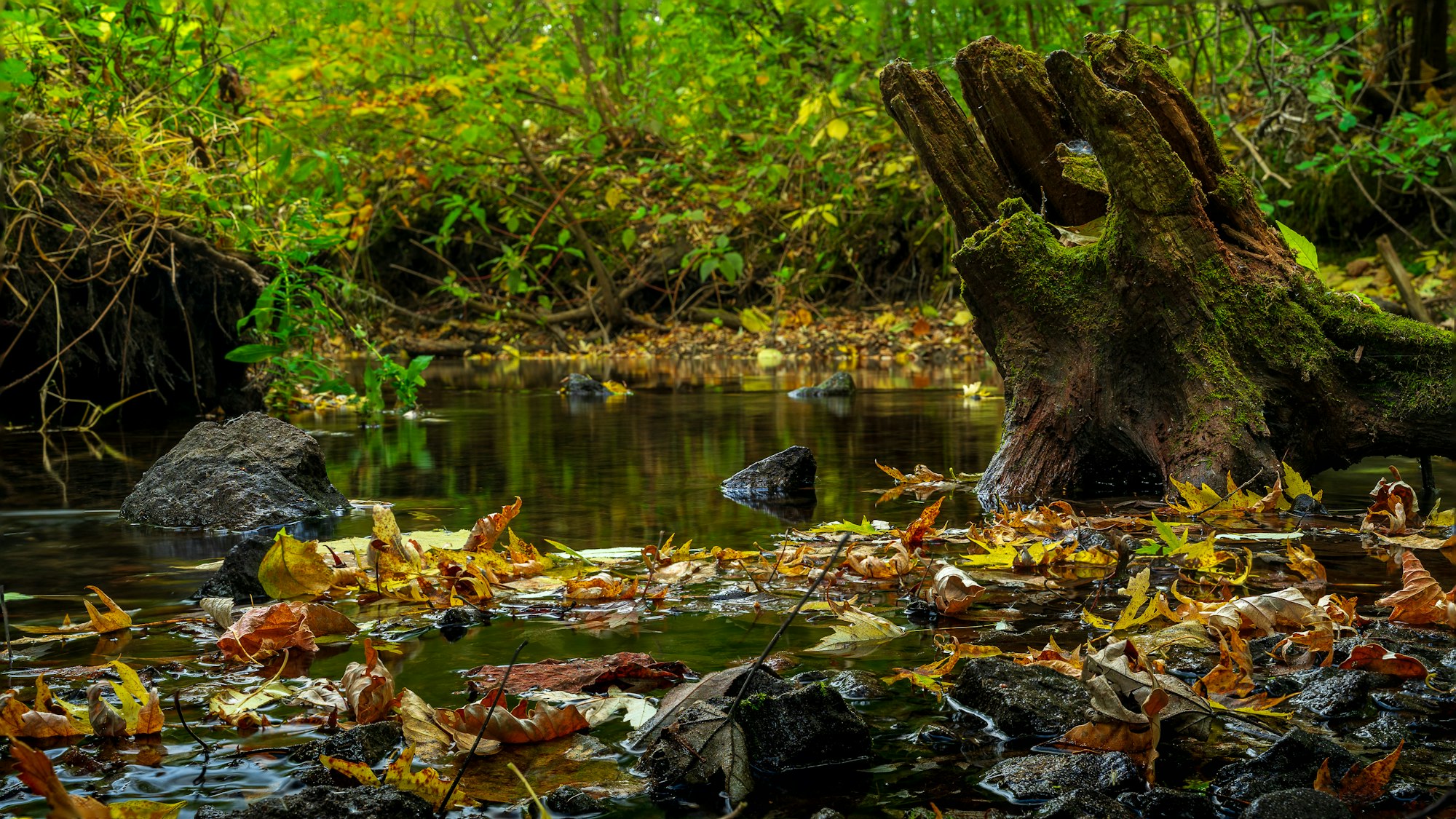 A serene forest scene with a stream, rocks, colorful autumn leaves, and a moss-covered tree stump.
