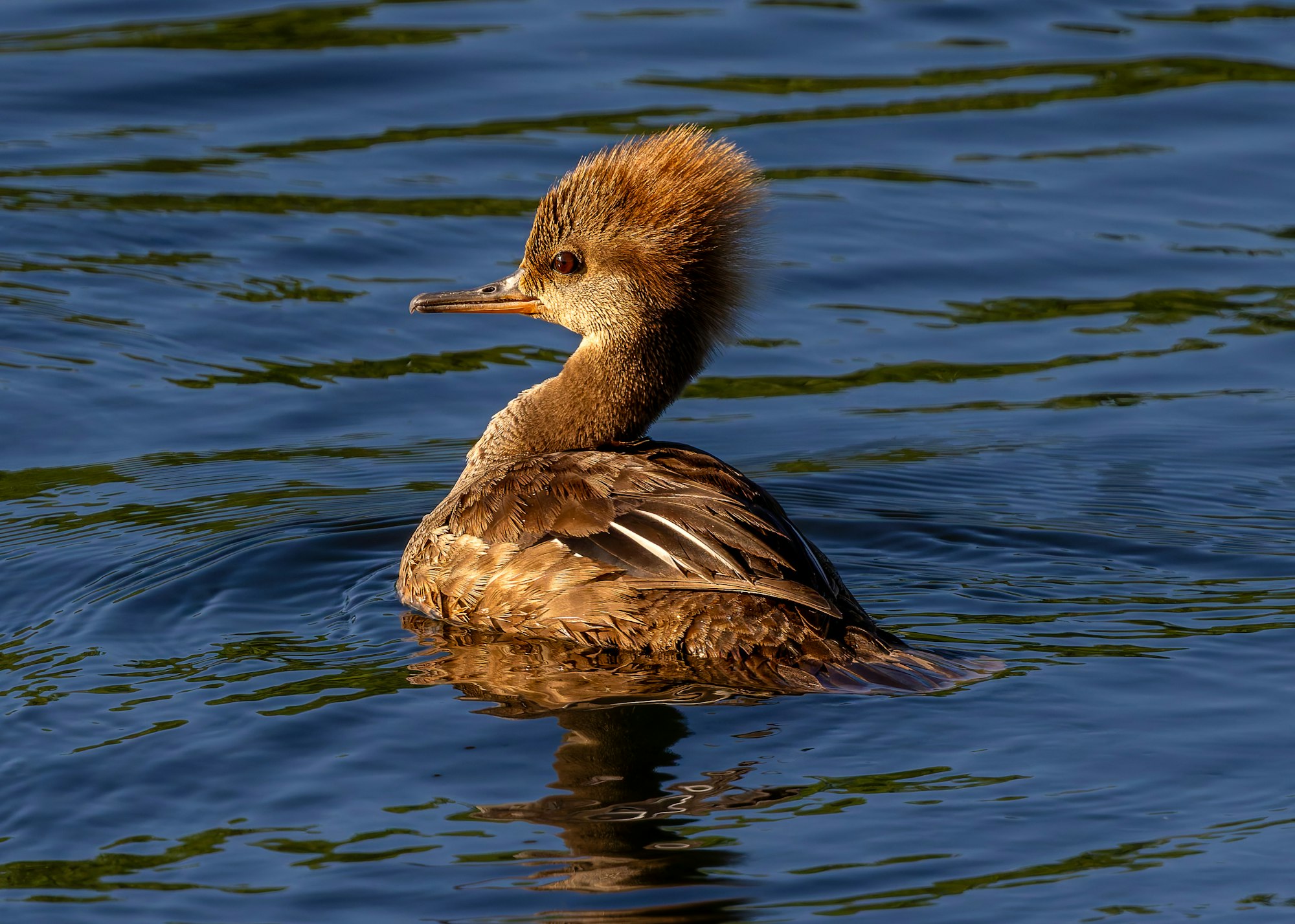A duck with a crest floats on the water.