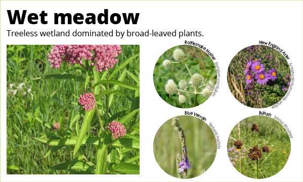 Educational diagram of a wet meadow ecosystem with examples of broad-leaved plants.