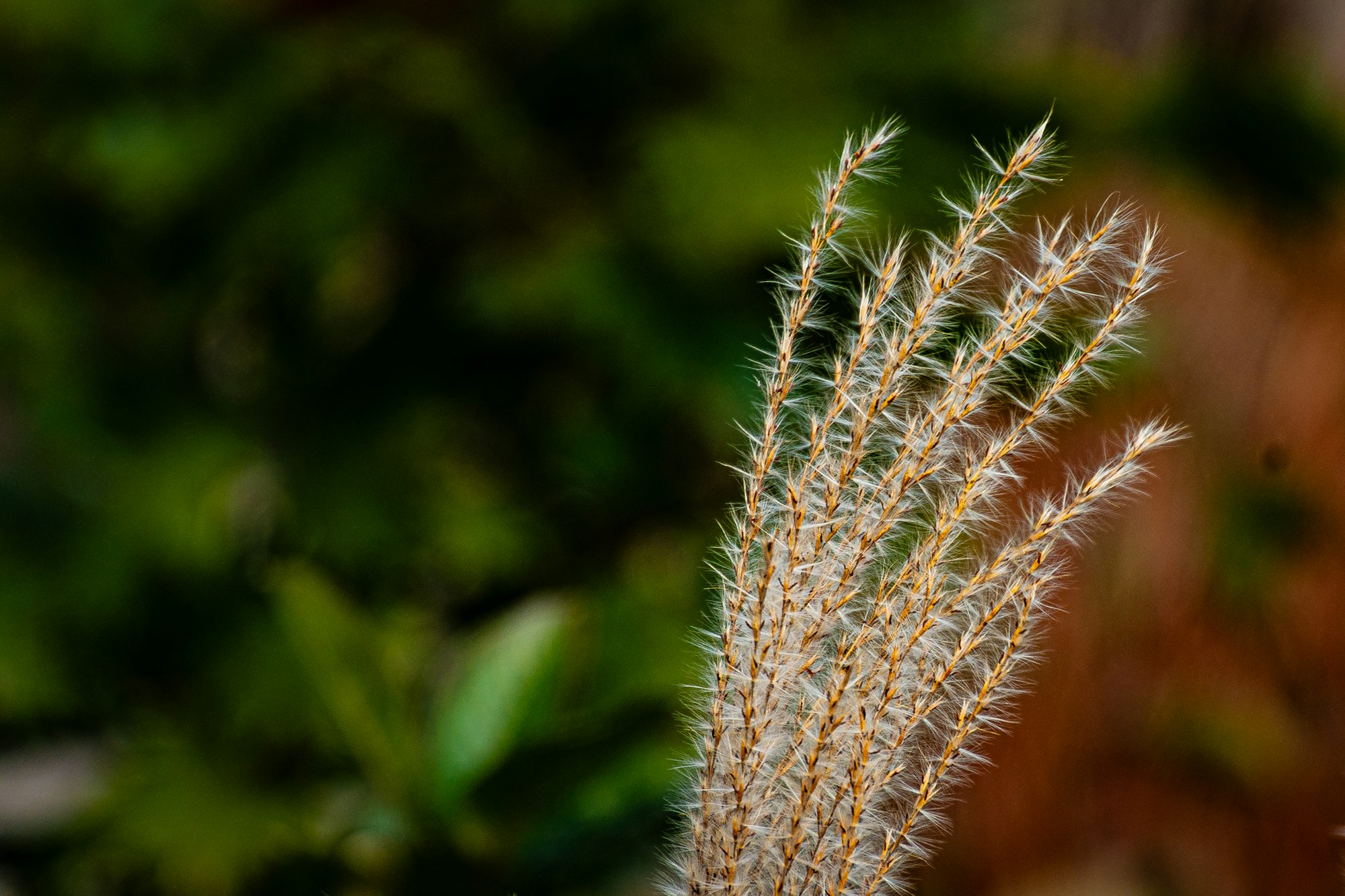 Close-up of tall, fluffy grass stalks against a blurred green background.