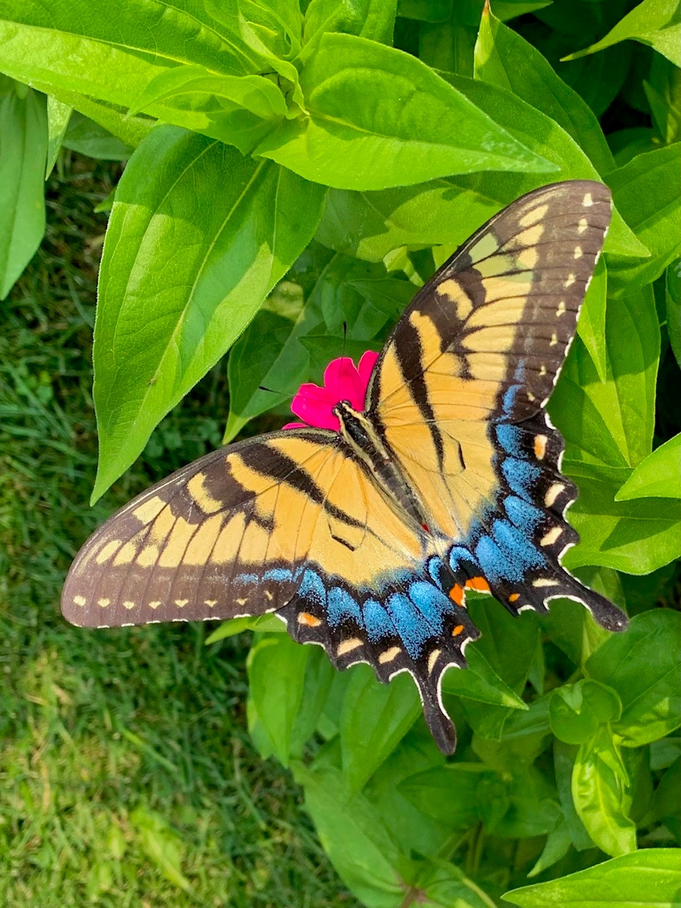 A butterfly with yellow and black wings on green leaves with a small pink flower.