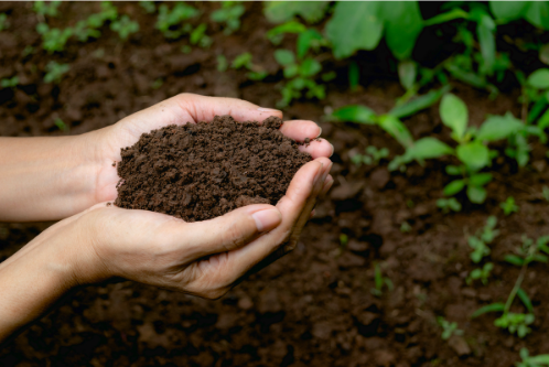 Hands holding rich soil with young plants in the background.