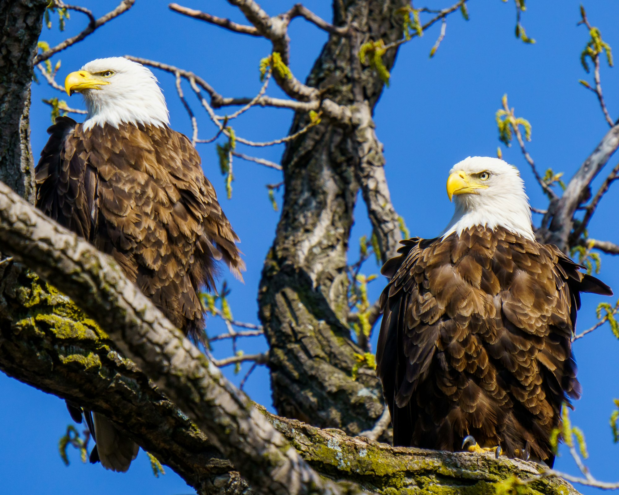 Two bald eagles perched on tree branches against a clear blue sky.