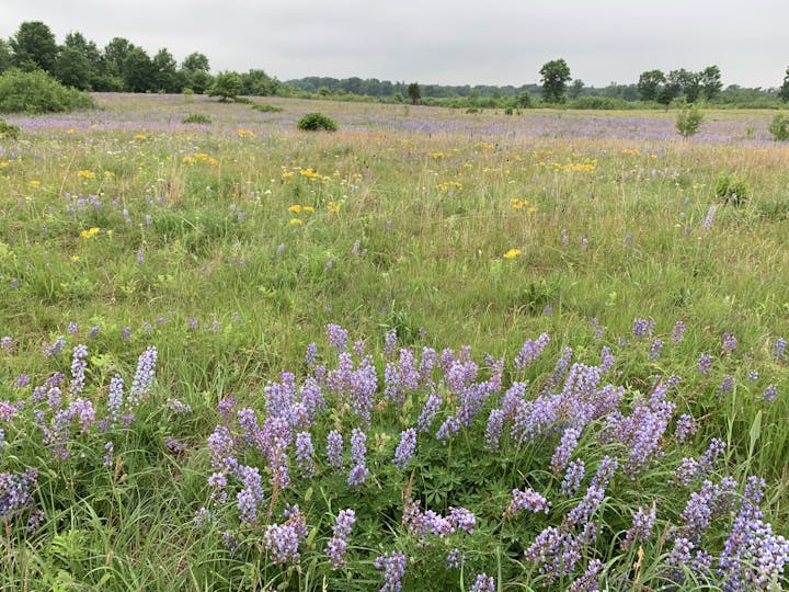 A field with purple wildflowers and green grass under an overcast sky.