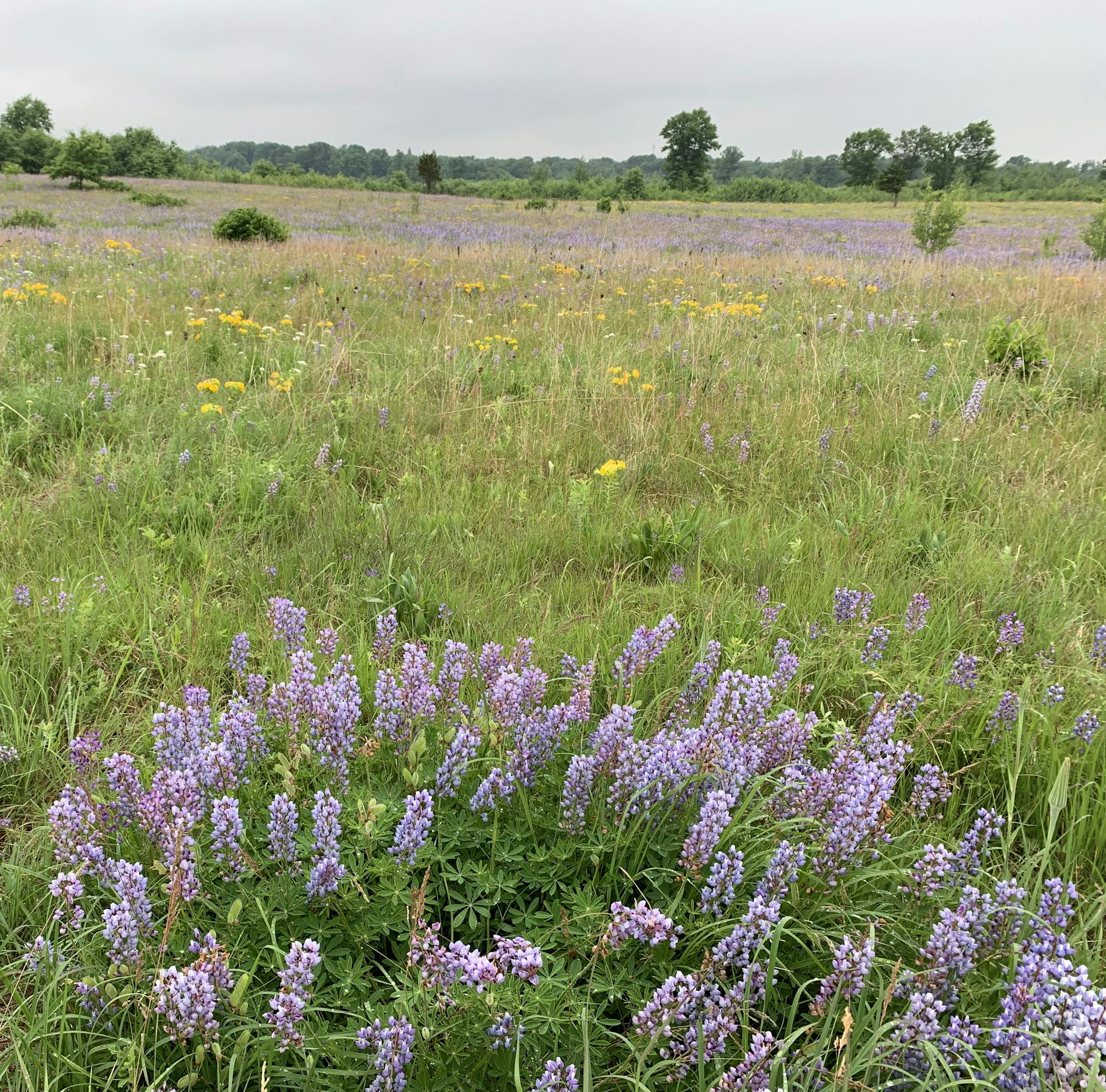 A field with purple wildflowers and green grass under an overcast sky.