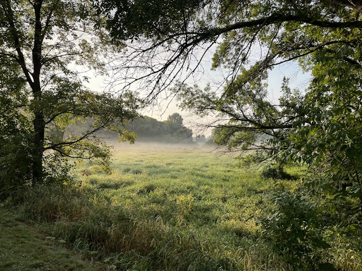 A serene misty meadow framed by leafy trees in the soft light of dawn.