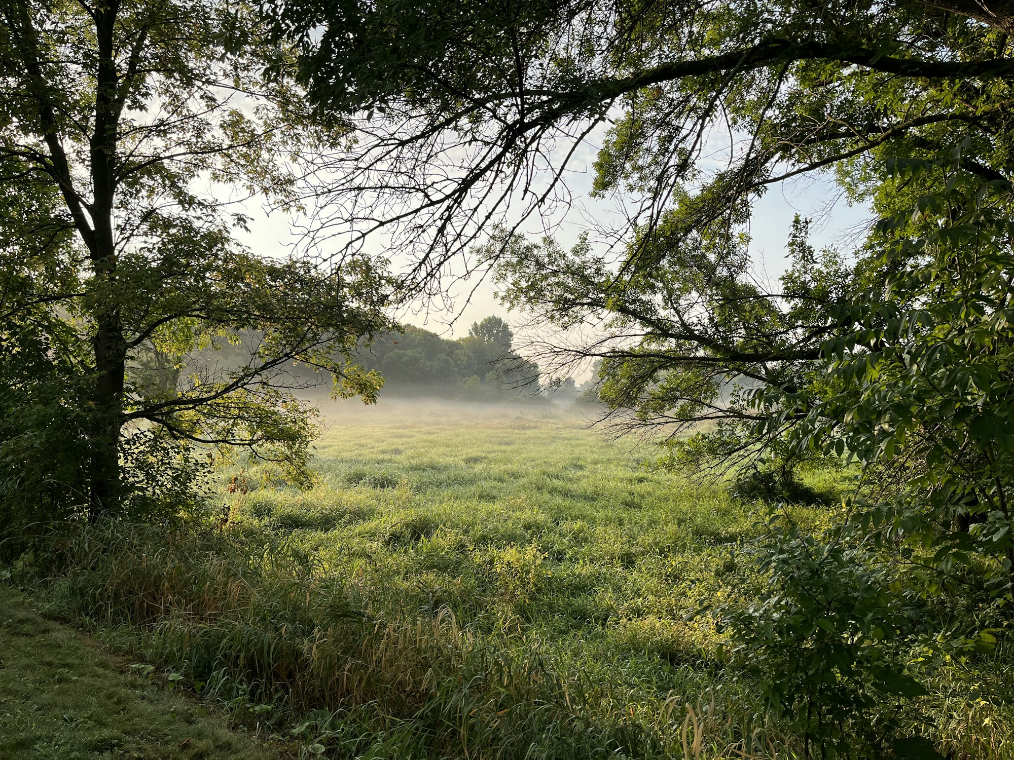 A serene misty meadow framed by leafy trees in the soft light of dawn.