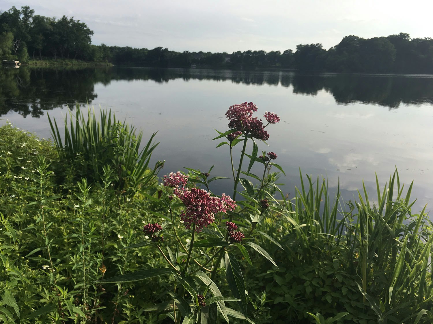 A tranquil lake with reflections, surrounded by greenery and highlighted by purple flowers in the foreground.