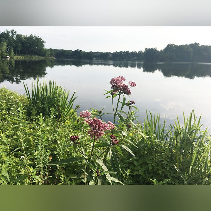 A serene lake with reflection, surrounded by trees and foreground of wildflowers and greenery.