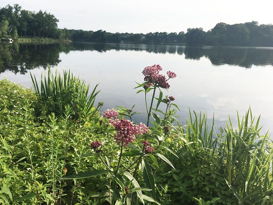 A serene lake with reflection, surrounded by trees and foreground of wildflowers and greenery.