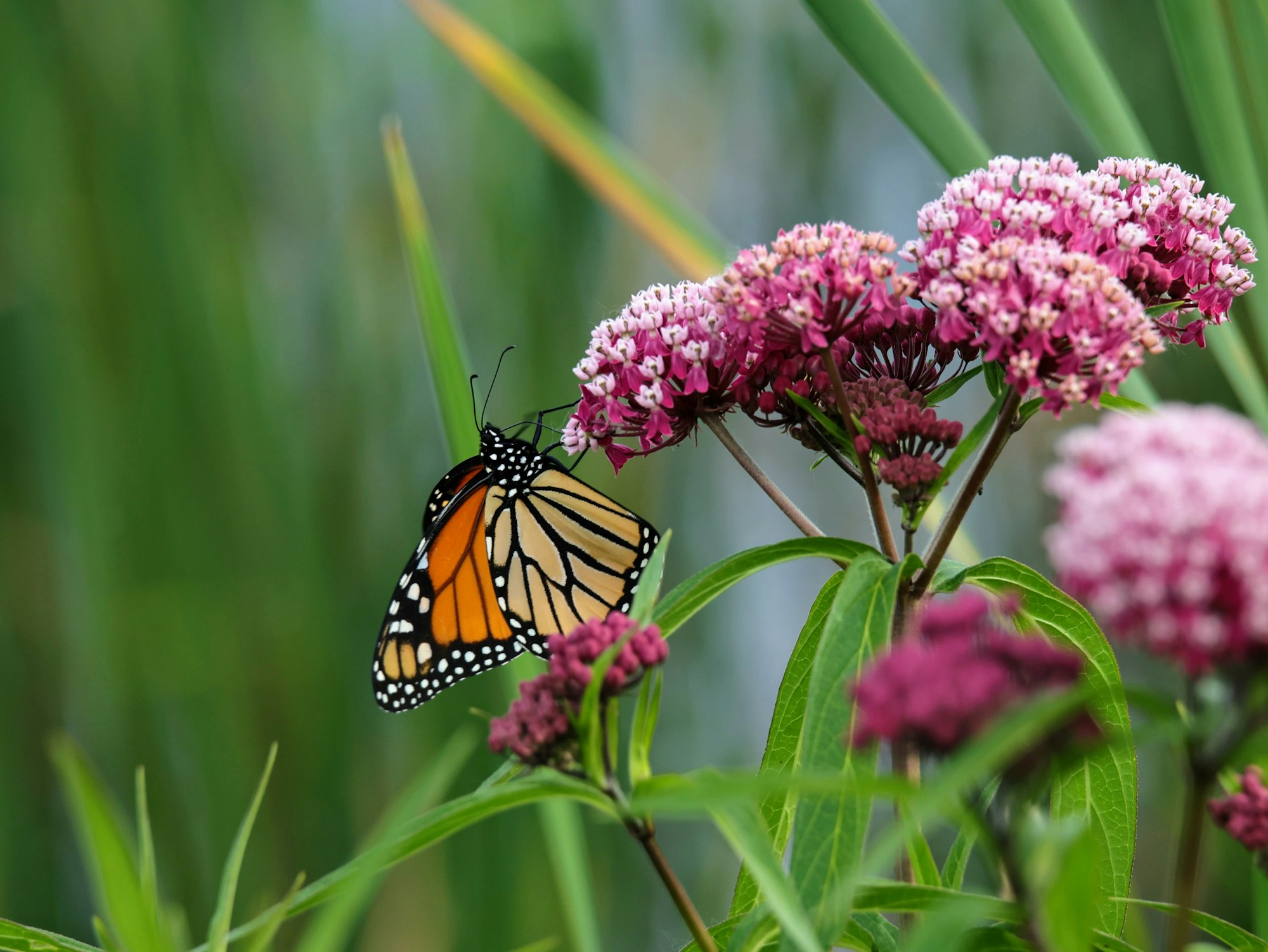 A monarch butterfly perched on pink flowers with a green, blurred background.