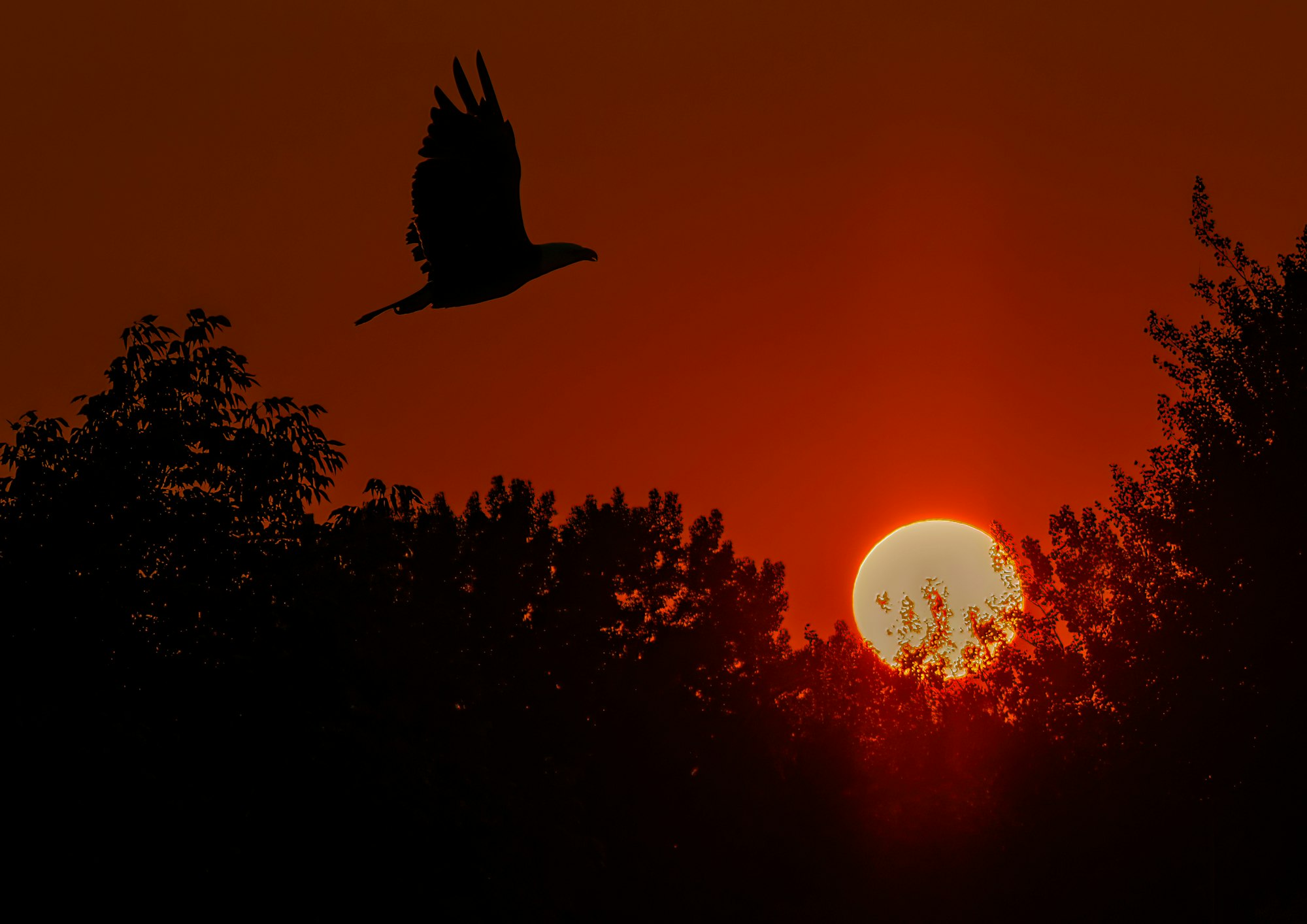 A silhouette of a bird flying with a background of a sunset behind trees.