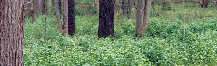 A forest scene with several tree trunks and lush greenery covering the ground.