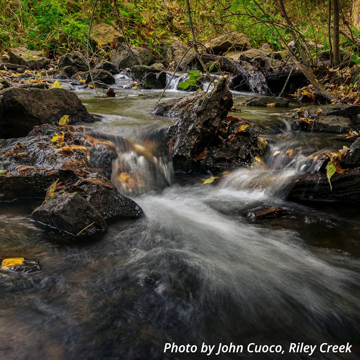 A small, flowing creek over rocks with autumn leaves scattered around.