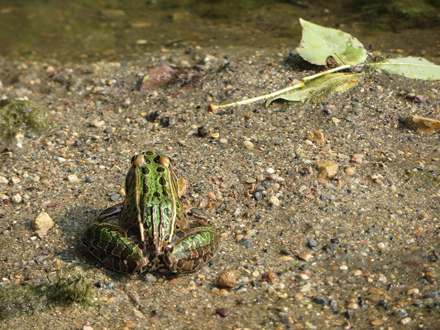 A frog on sandy ground with a leaf nearby.