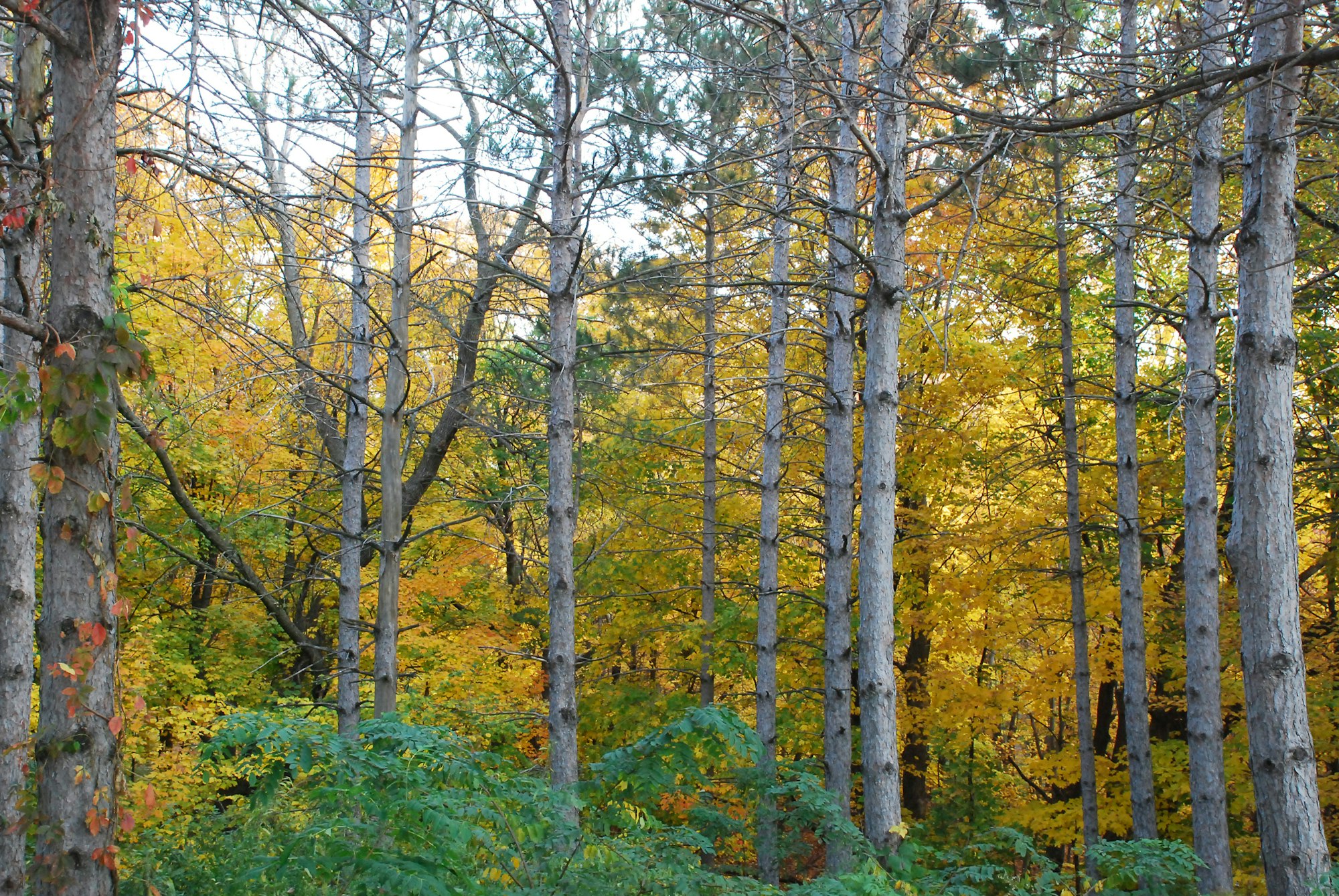 A dense forest in autumn with trees displaying vibrant yellow leaves.