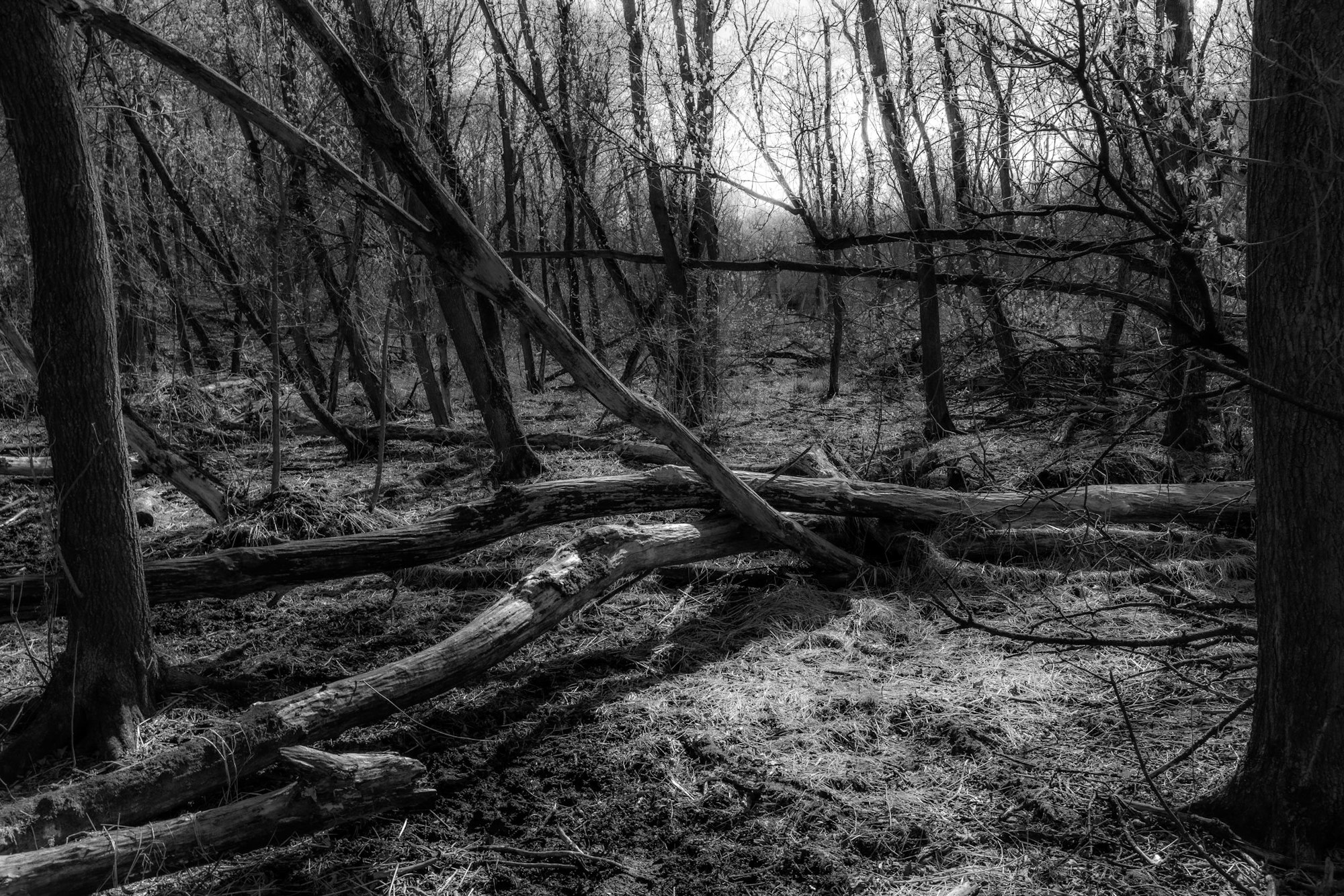A black and white photo of a forest with fallen trees and bare branches.