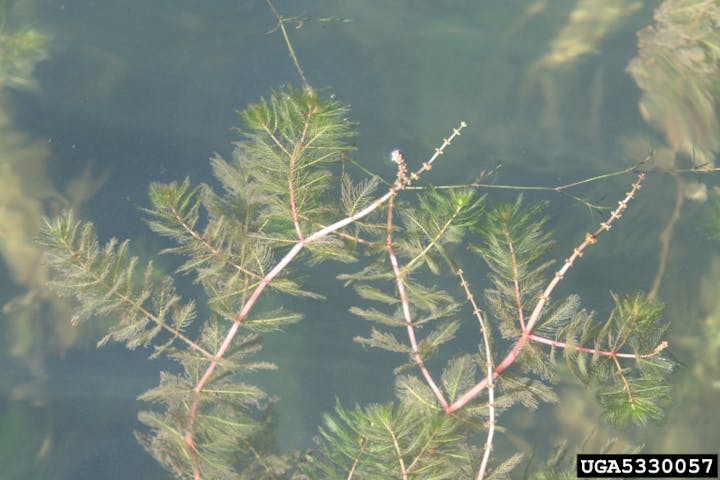 Aquatic plant with feathery leaves submerged in clear water.