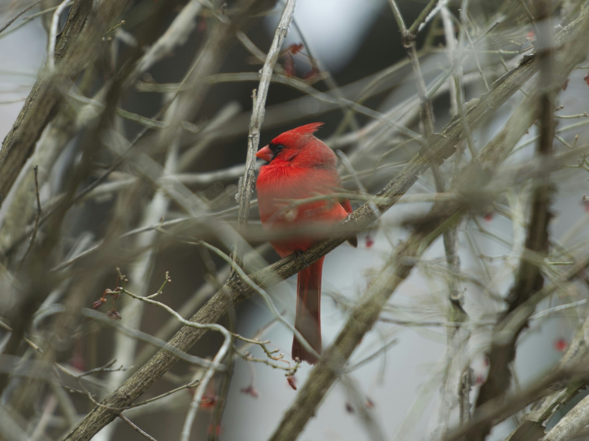 A red cardinal bird perched amidst leafless branches.