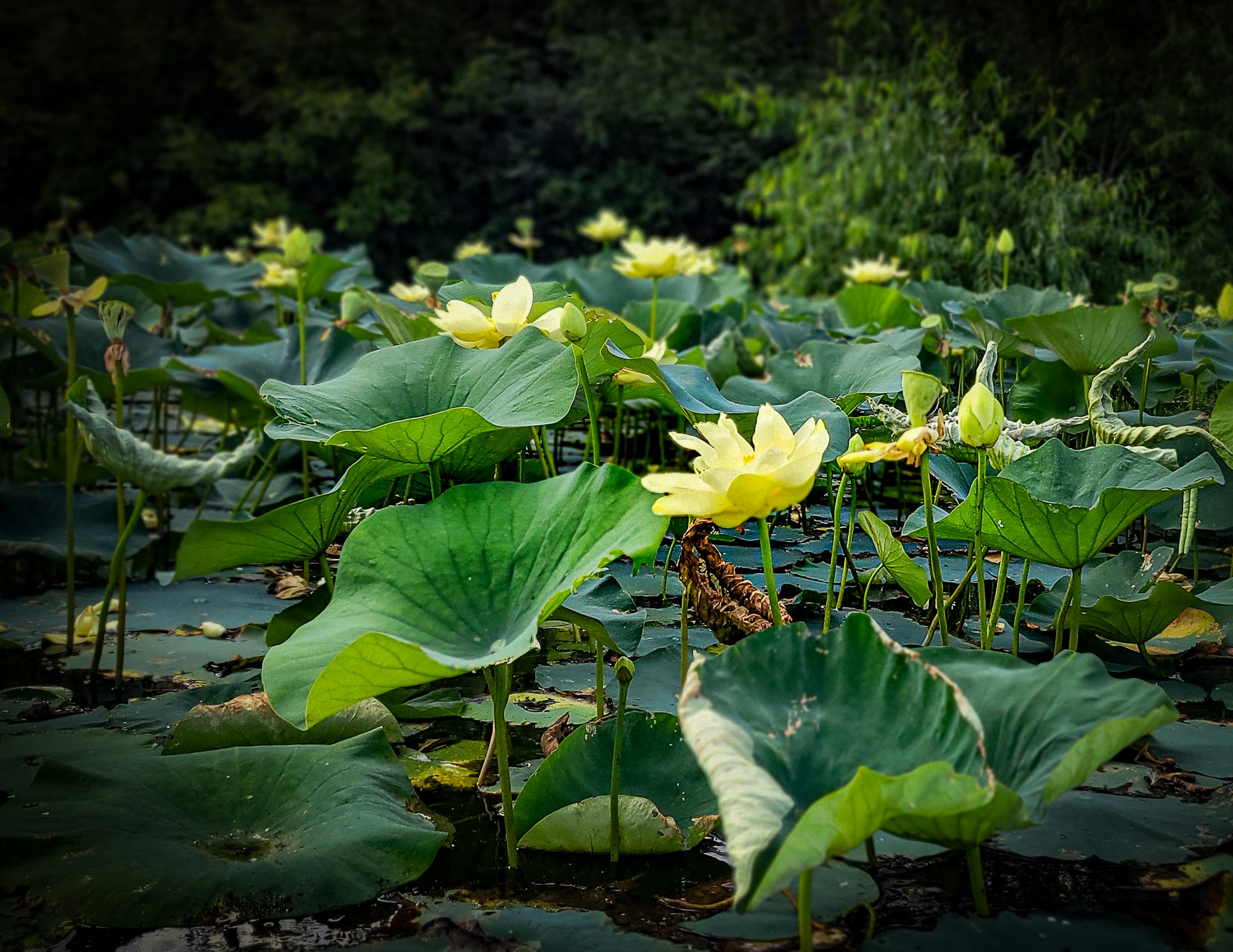 Lush green lotus leaves and blooming yellow lotus flowers in a serene pond setting.