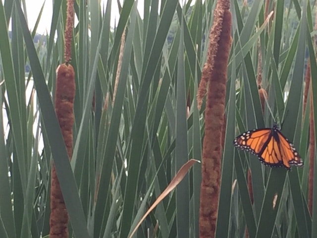 A monarch butterfly on cattail plants.