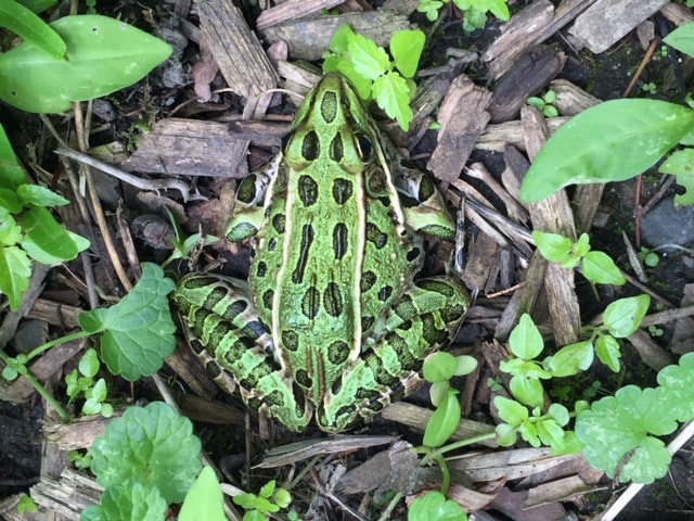 A green frog camouflaged among leaves and twigs on the forest floor.