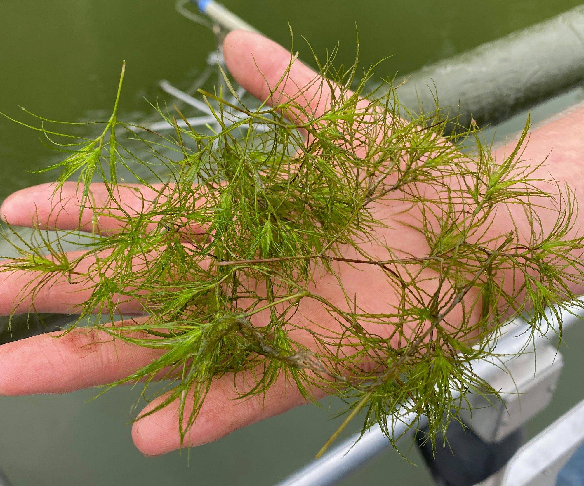 A person holding green aquatic plants over water with a boat paddle in the background.