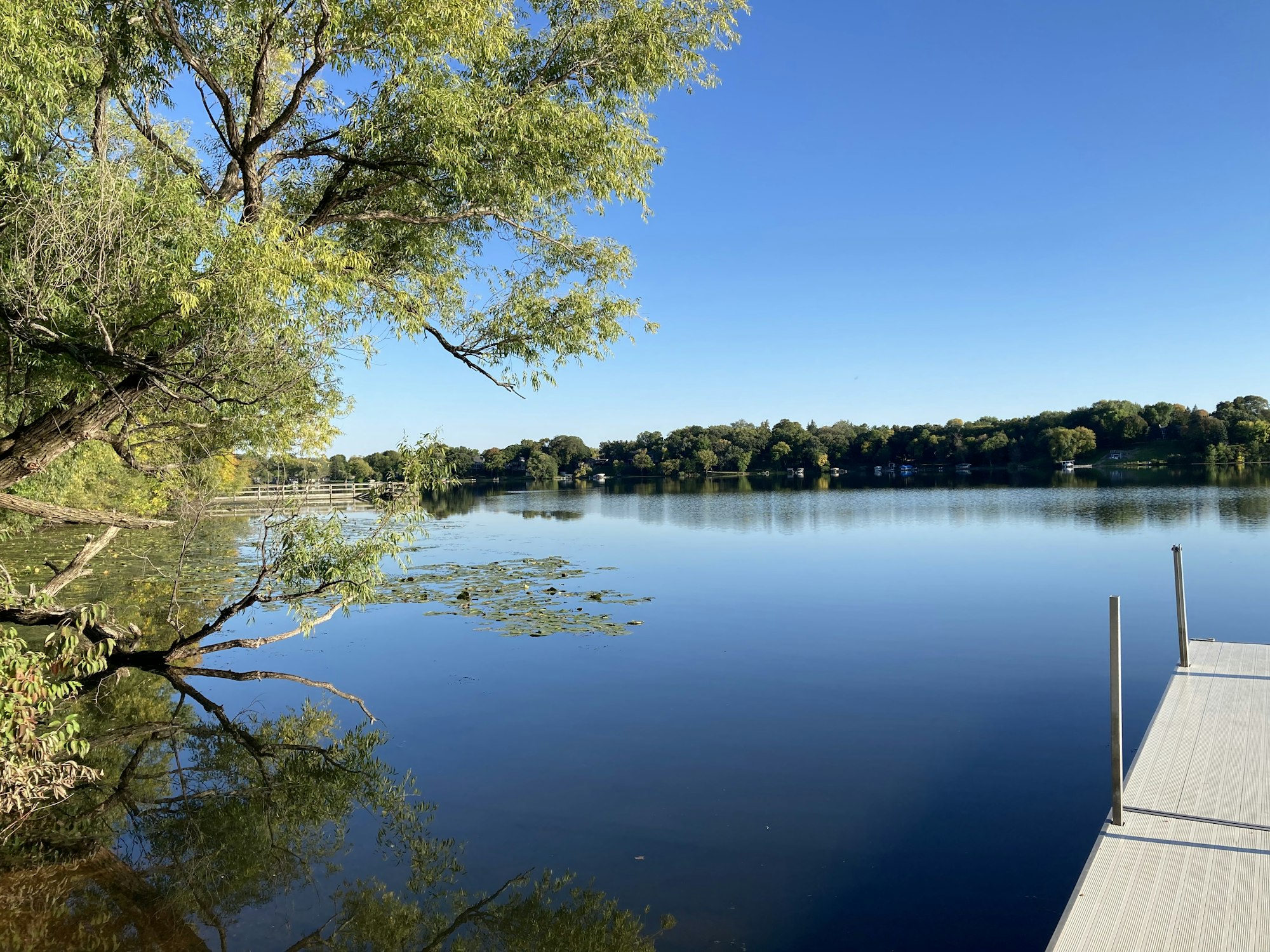 A serene lake with a dock, lily pads, trees, and a clear blue sky.